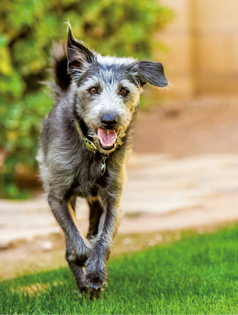 BARF Lieferservice Steinhagen